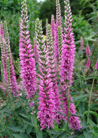 Veronica spicata 'Tickled Pink'